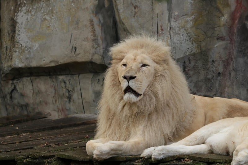 Lion in the wild