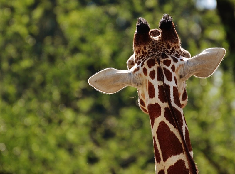 Giraffe in the wild